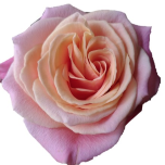 Miss Piggy Roses d'Equateur Ethiflora